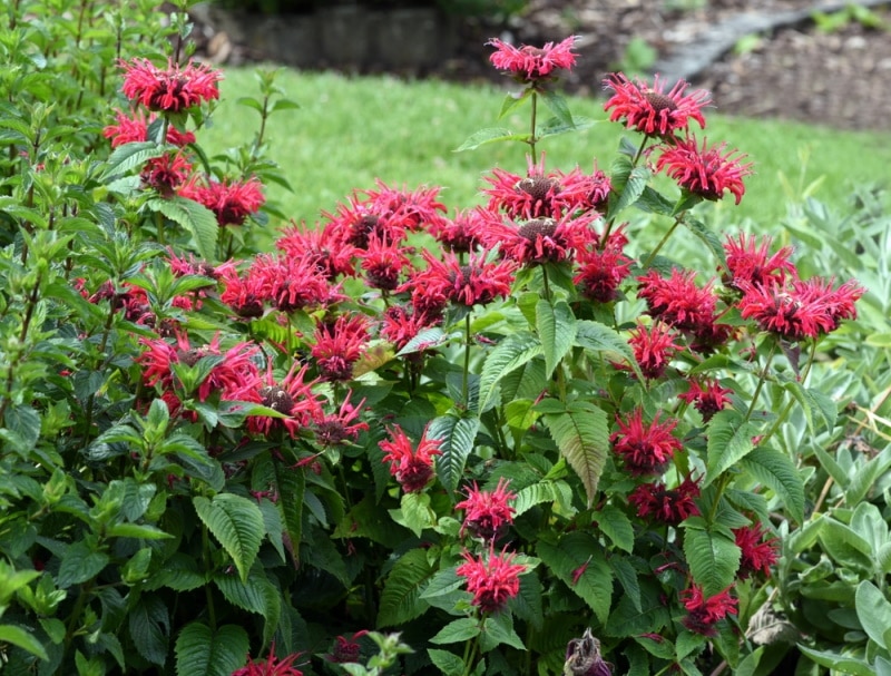 bee bvalm plant