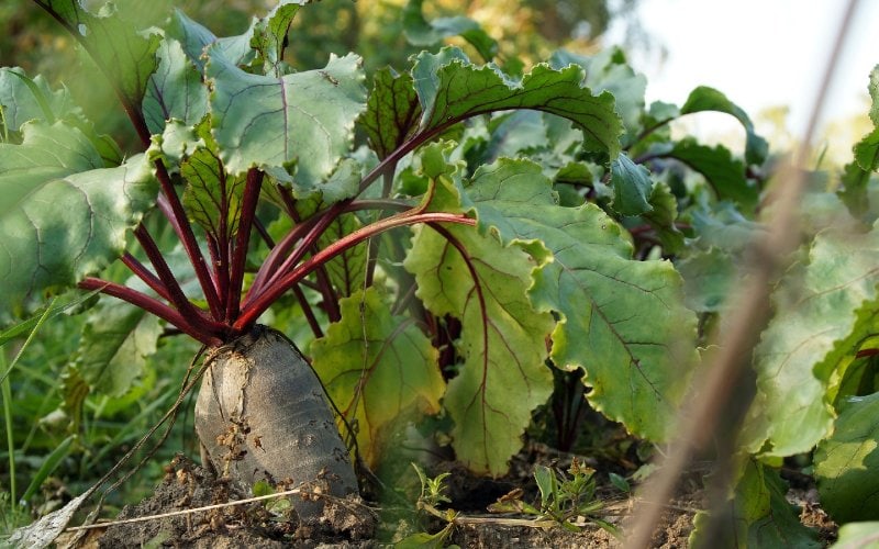 beet planted on the ground