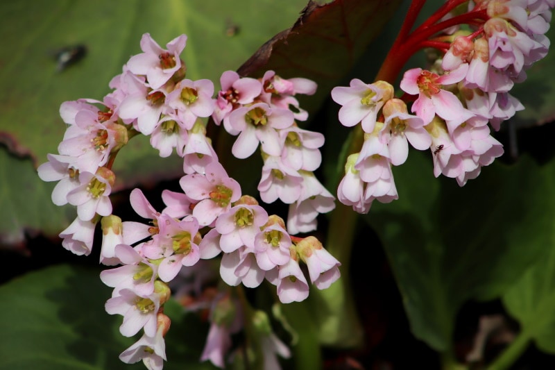 bergenia flowers