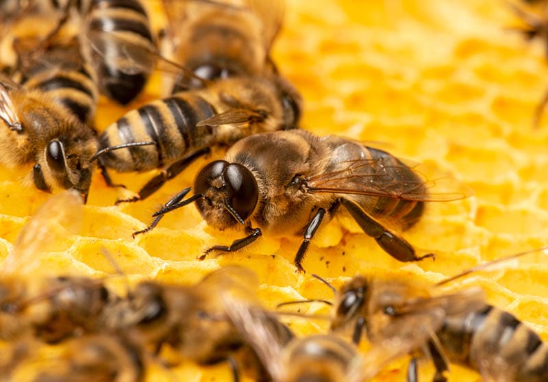 big male drone honeybee