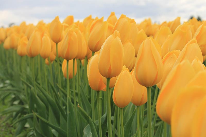 big smile tulips