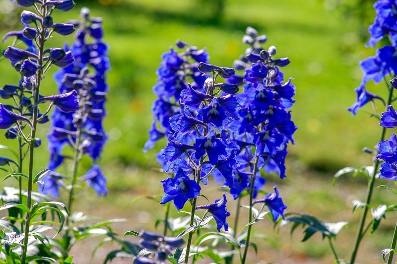 blue Larkspur flowers