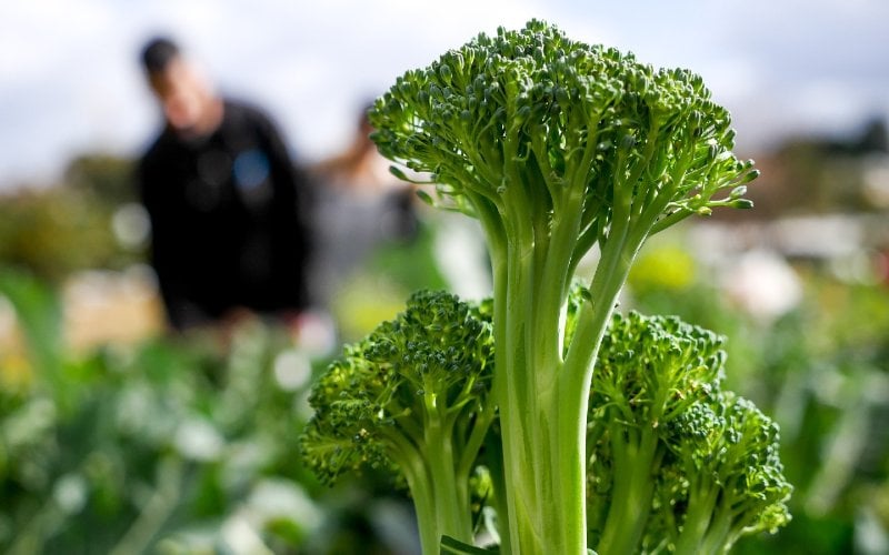 broccoli