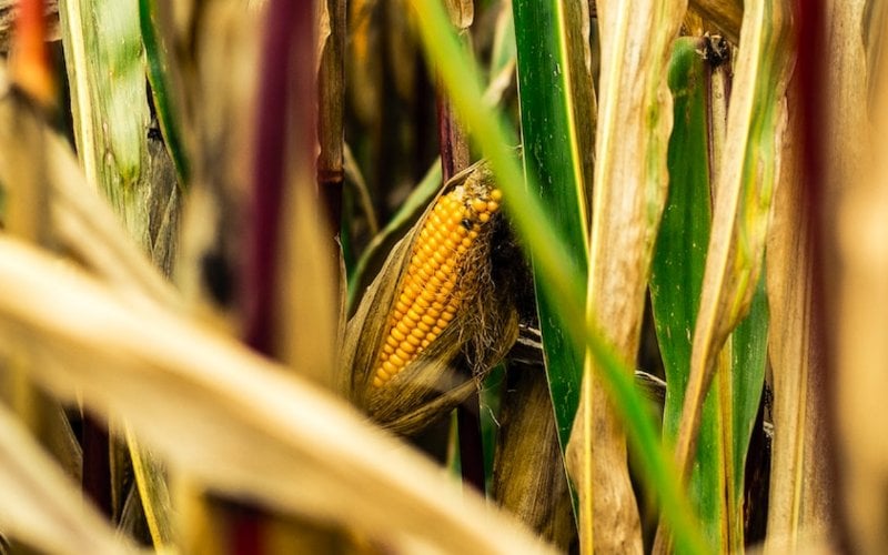 brown and green corn field
