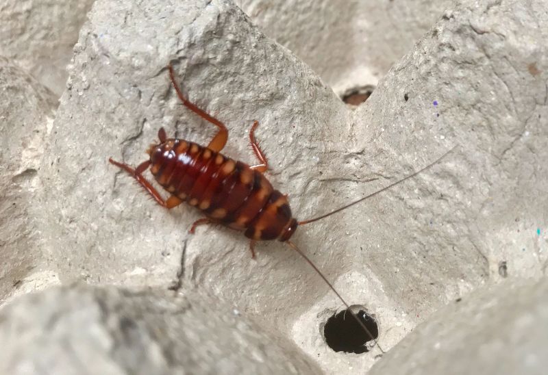 brown banded cockroach on an empty egg crate