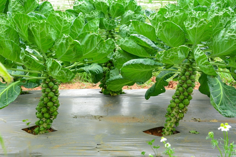 brussels sprouts plants
