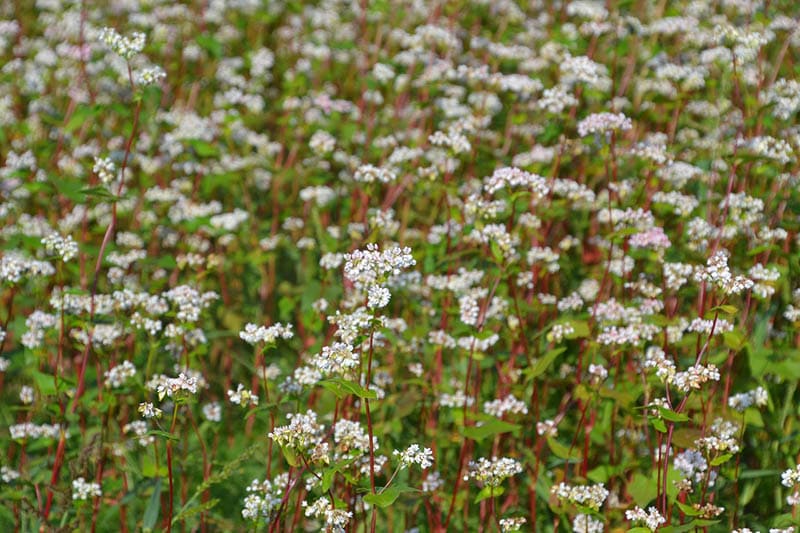 buckwheat with flowers