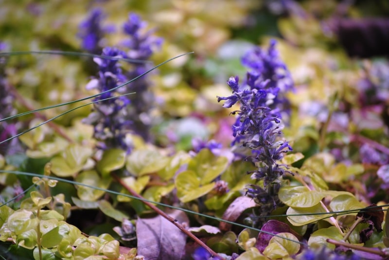 bugleweed agujas