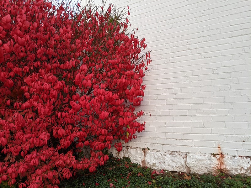 burning bush