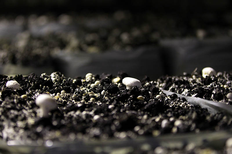 button mushrooms grown on compost