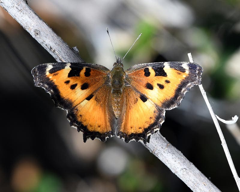 california tortoiseshell butterfly