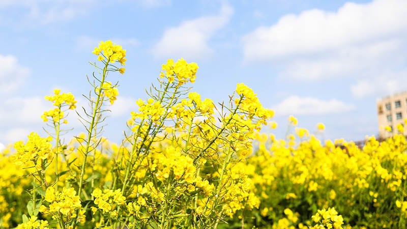 canola flowers