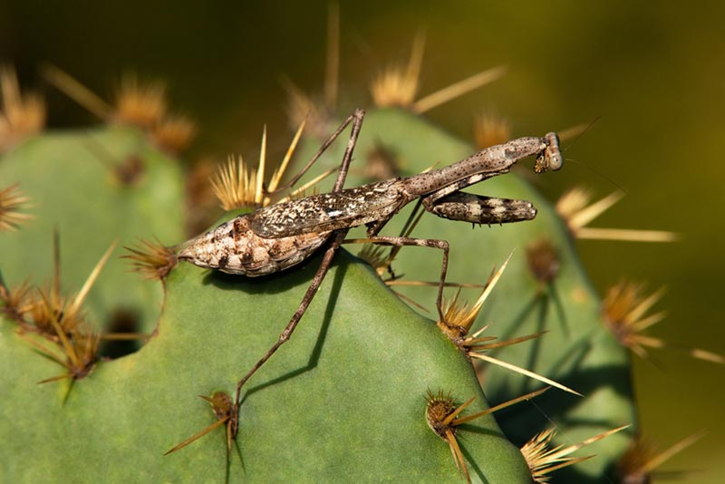 carolina mantid