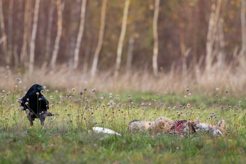 carrion of a red fox beside a raven