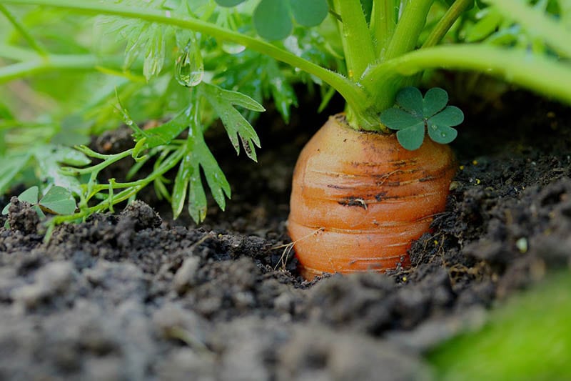 carrot ready for harvest