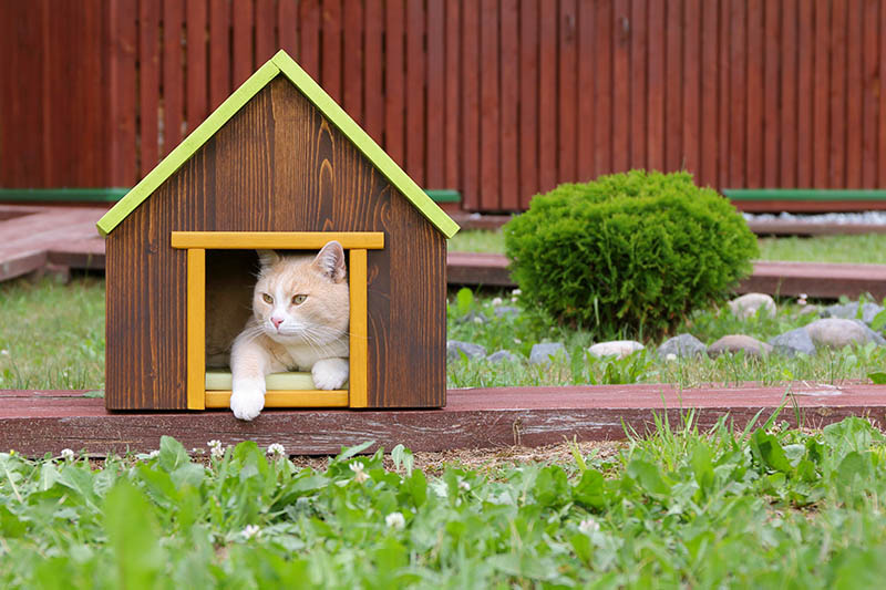 cat resting inside the outdoor cat house