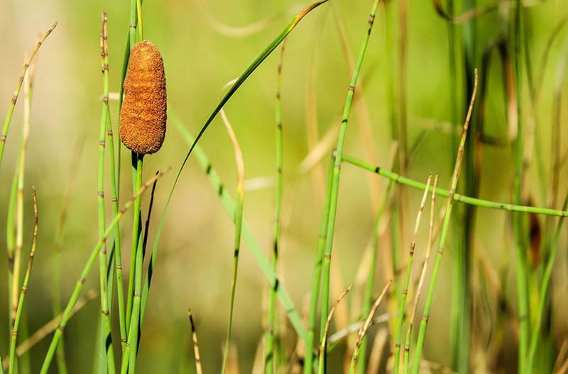cattail plant