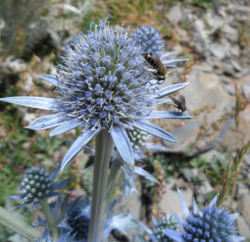 caucasia honey bee
