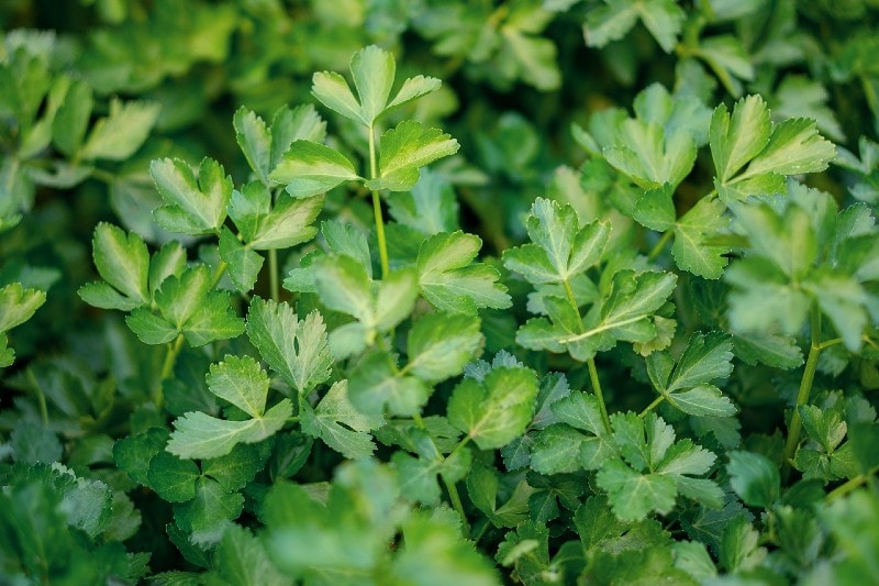 celery plant