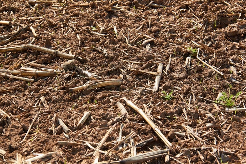 chopped corn stalks on the ground