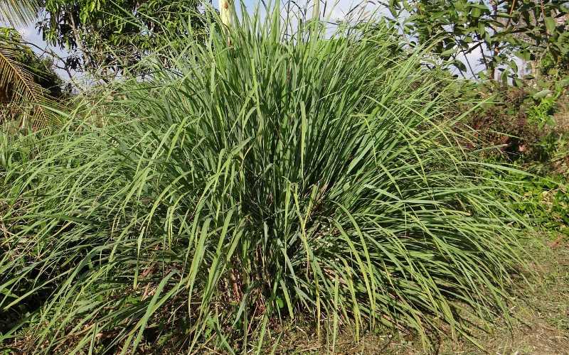 citronella grass or lemongrass