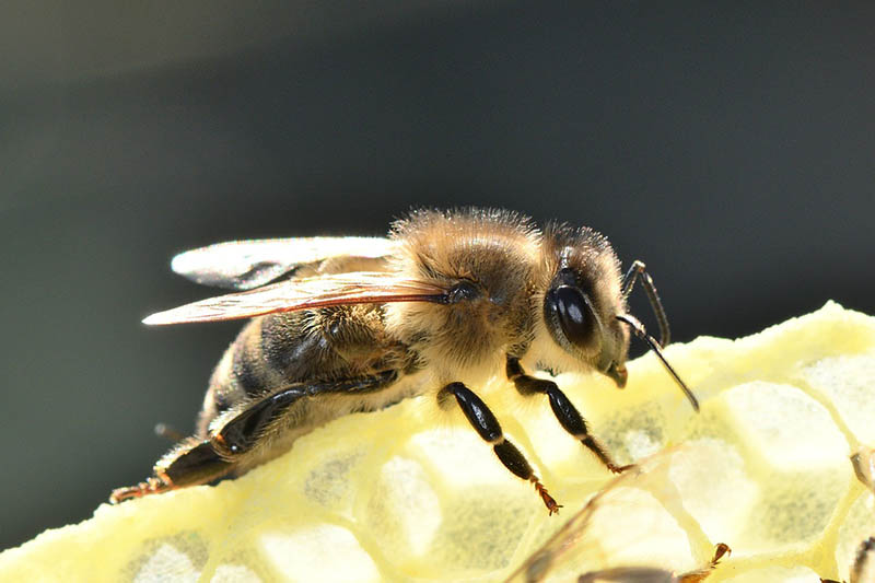 close up european honey bee on a honeycomb