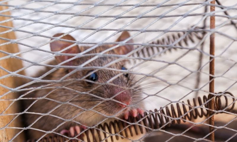 close up of a brown rat trapped inside a cage