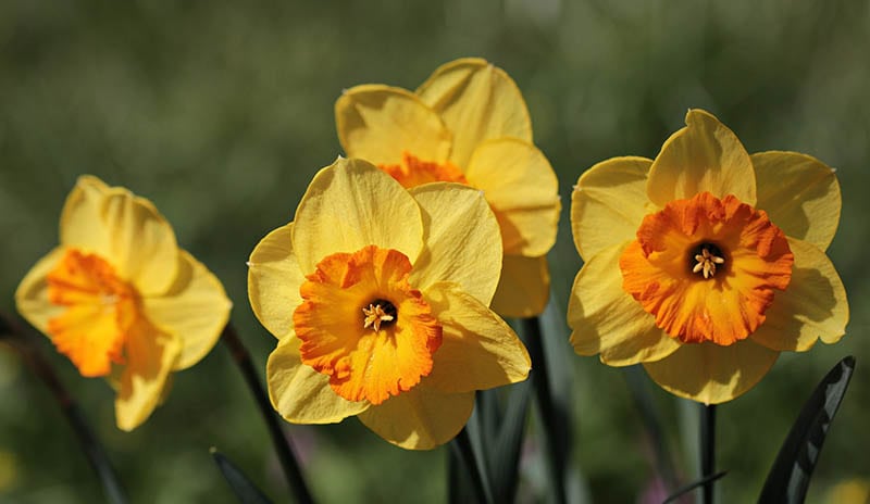 closeup of a daffodils