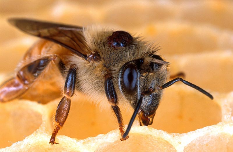 close up of a honeybee