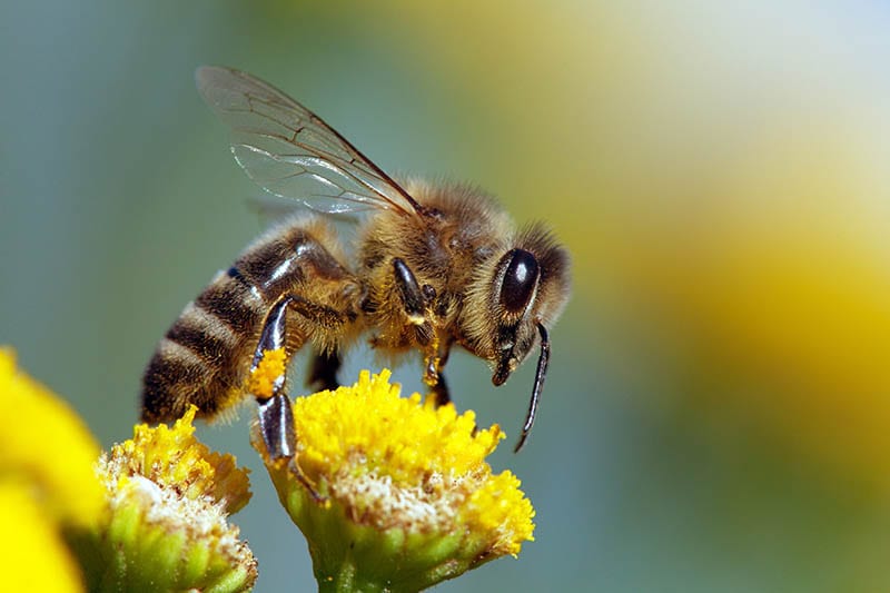 Close up of a western honeybee