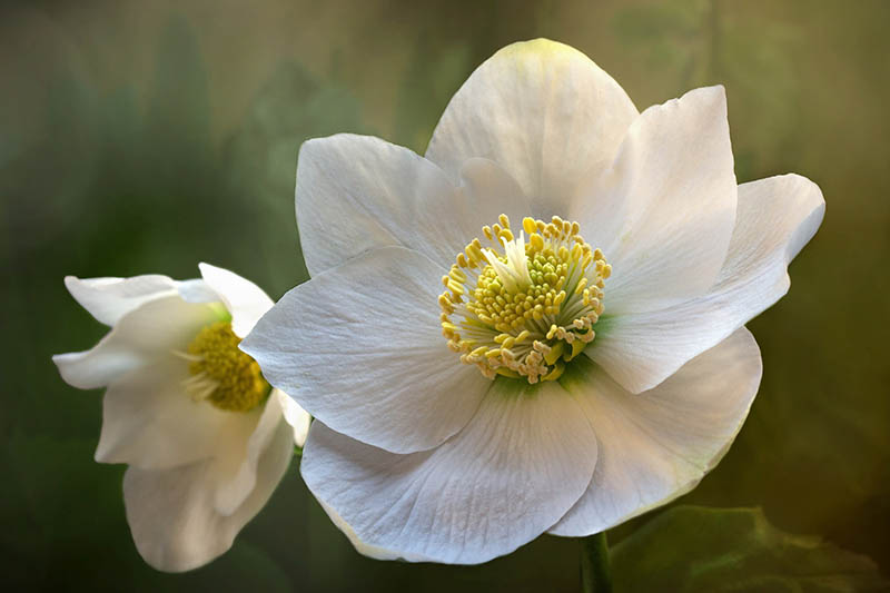 close up of a white hellebore