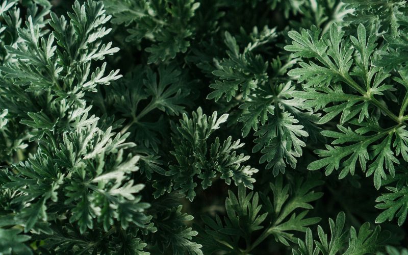 close up of a wormwood plant