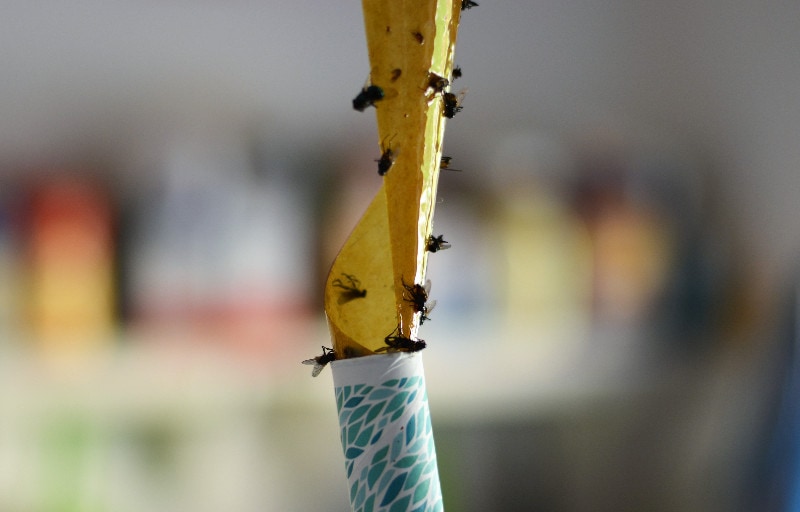 close up of flies stuck to a an insect adhesive trap
