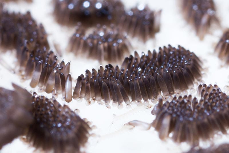 close up of mosquito eggs in water