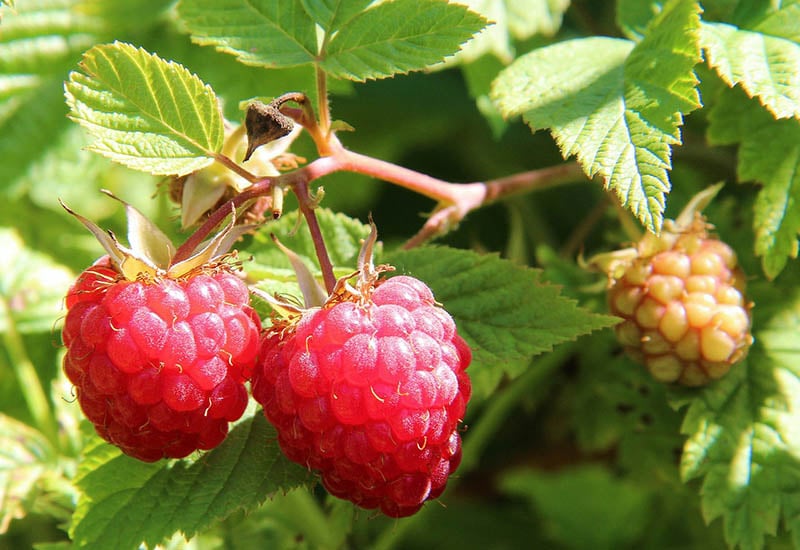 close up raspberry plant