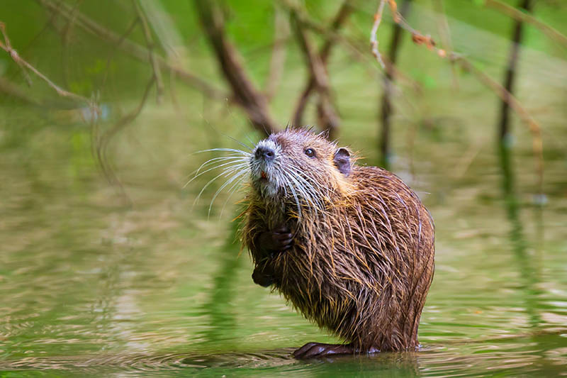 closeup of a muskrat