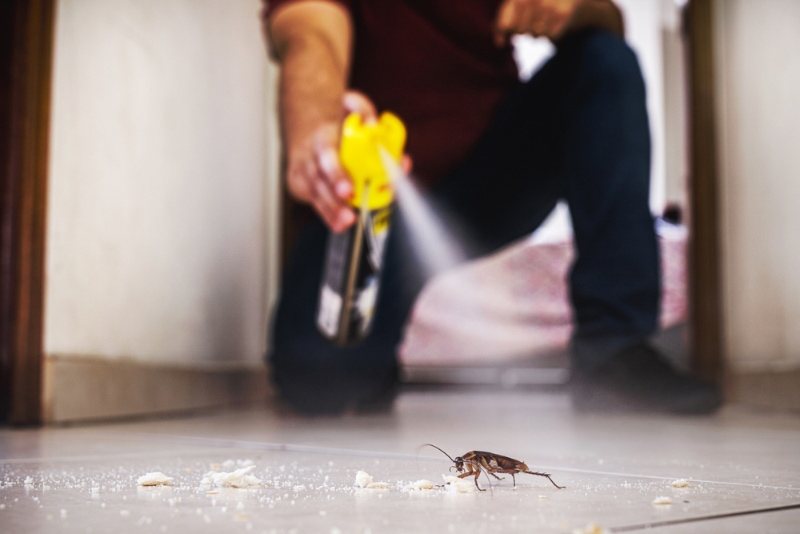 cockroach being killed indoors with aerosol poison spray