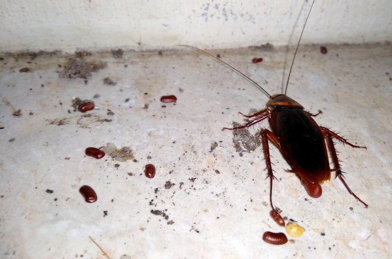 cockroach with its eggs lying on a dirty floor