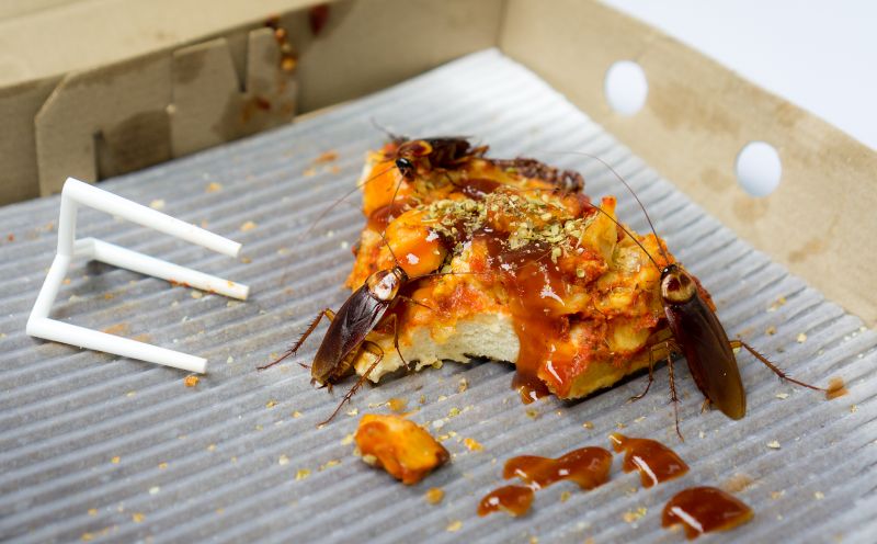cockroaches on top of rotten food