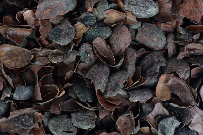 cocoa bean shells