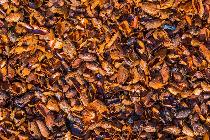 cocoa mulch
