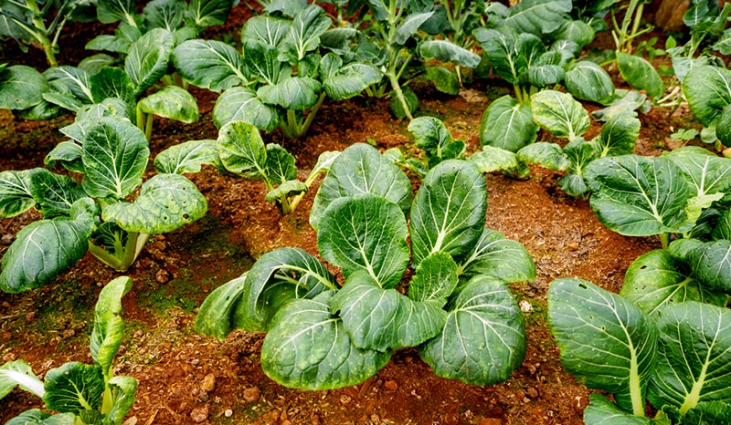 collard green plants