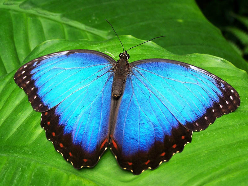 common blue butterfly