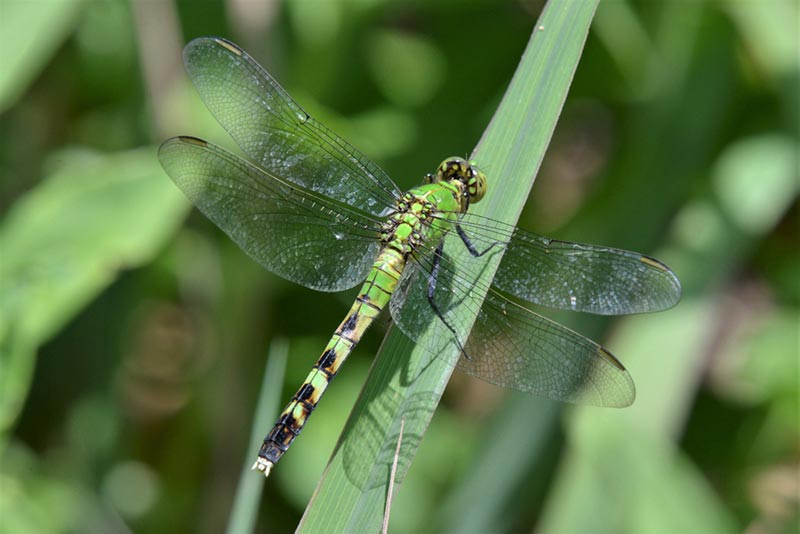 common green darner dragonfly