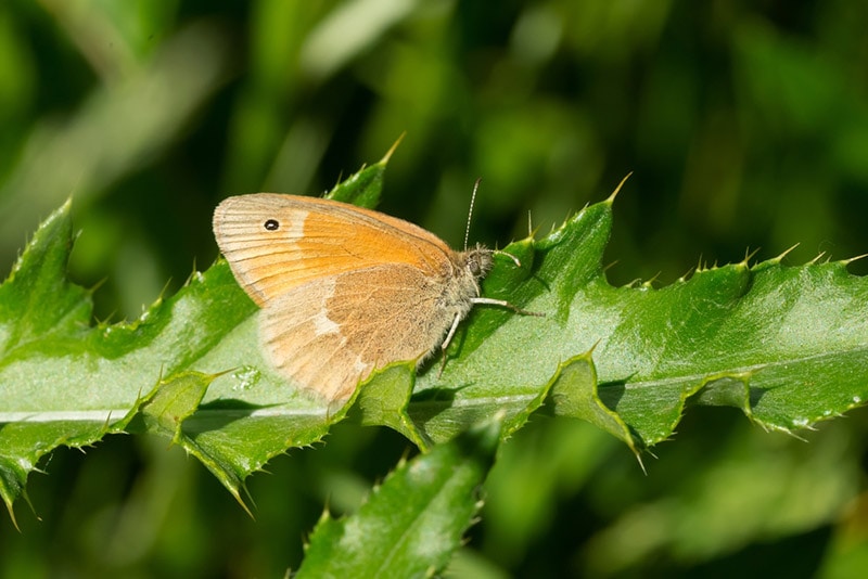 common ringlet butterfly