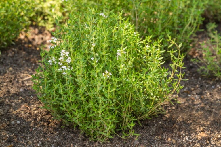 15 Plants That Can Grow in Sand (With Pictures) | Home Grail