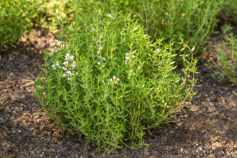 common thyme plants