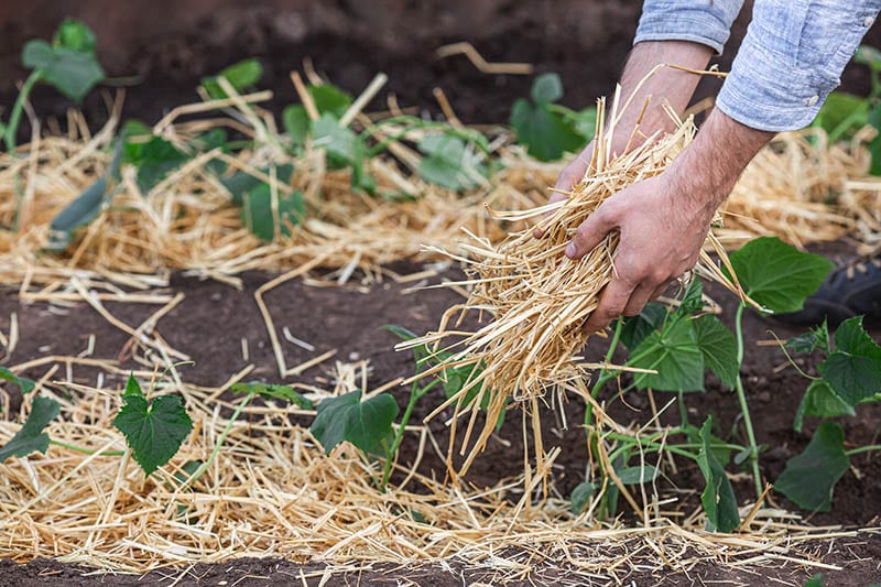 covering cucumber plants with straw mulch