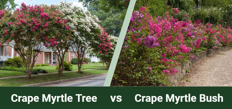 crape myrtle tree vs bush