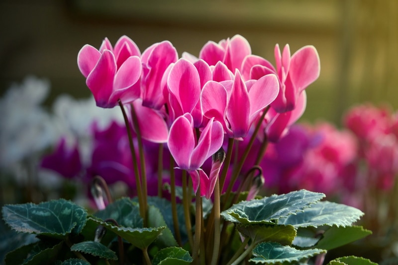 cyclamen flowers
